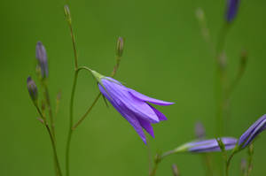 Violetti