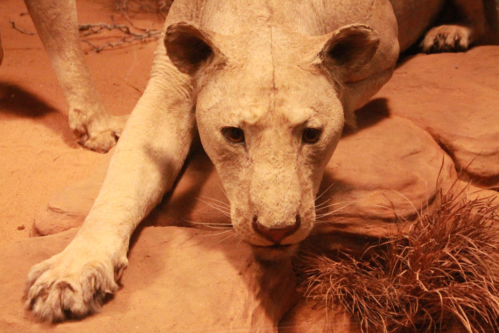 Man-Eater of Tsavo