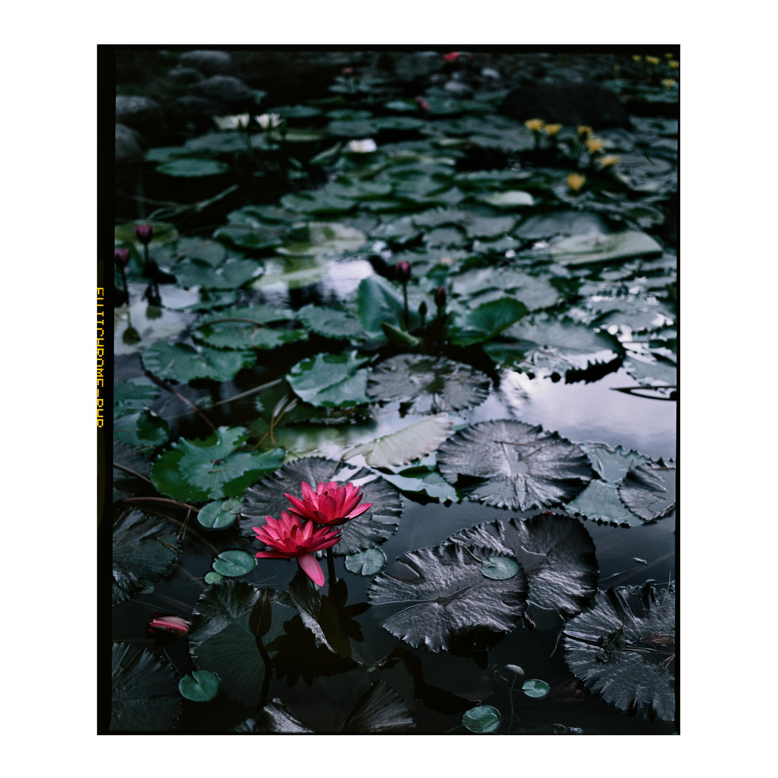 Nenuphar by LEQUARK