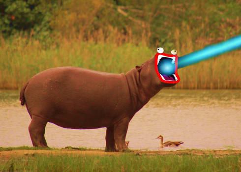 Hippo