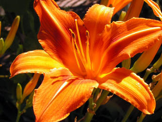 Flower Close-up