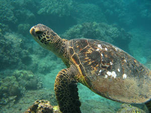 The Green Sea Turtle