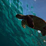 Playful Sea Turtle