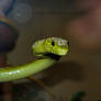 Green Mamba: Coiled to Strike