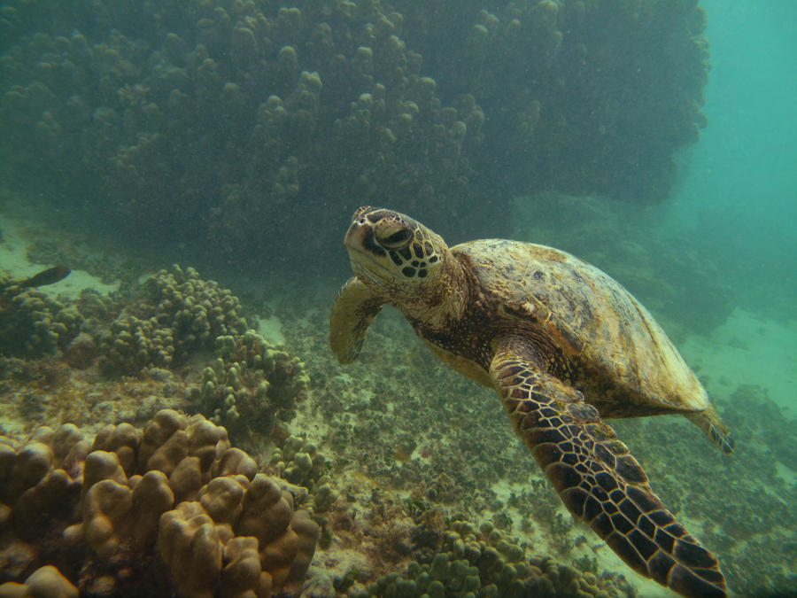 Through the Murky Reef