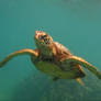 Honu Greeting