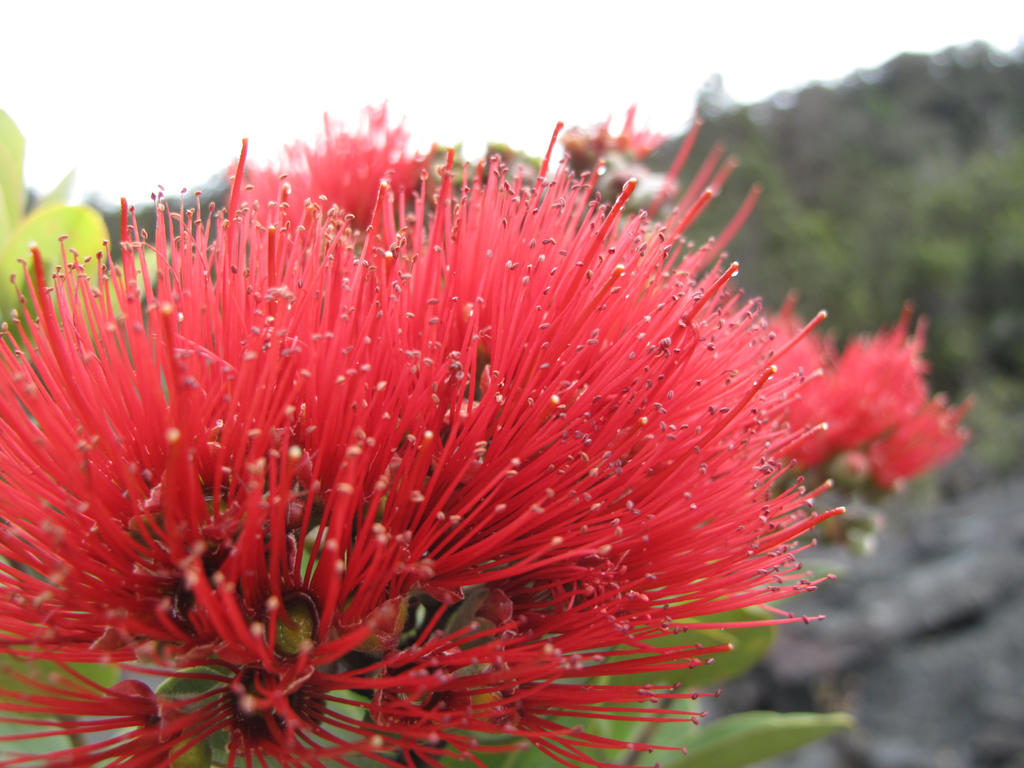 Iki Oahi'a