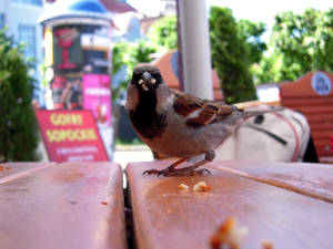 hungry sparrow.