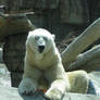 Polar Bear 9