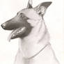 Belgian Malinois