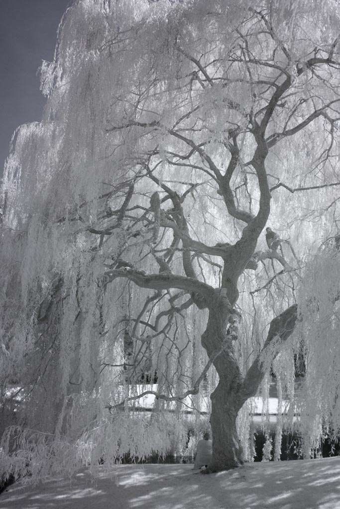 Weeping Willow 2