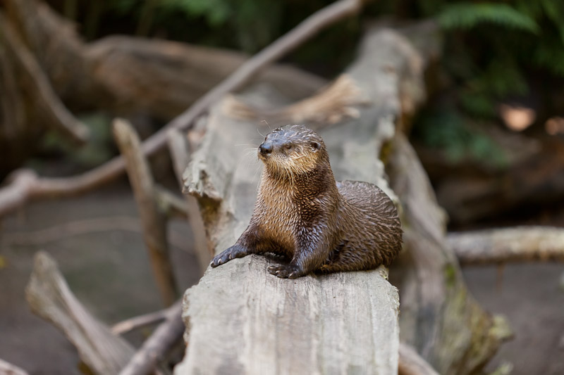 Otter, in repose