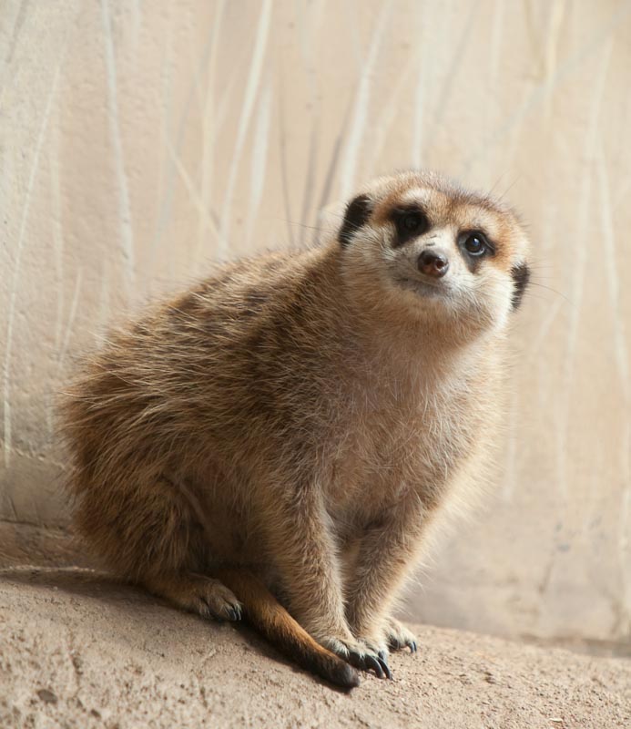 Meerkat