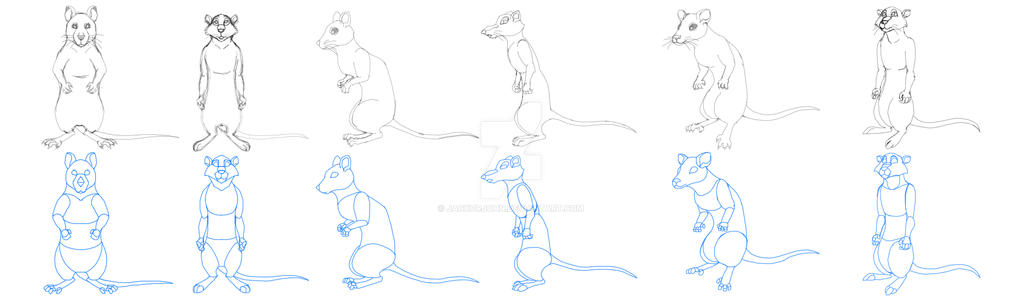 Rat Anatomy Reference by JackOrJohn on DeviantArt