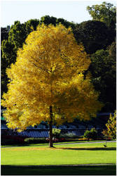 Yellow Tree