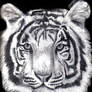 White Tiger 22