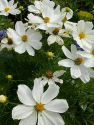 La Marguerite de la France.