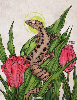 Mourning gecko