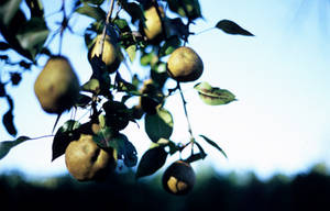 pears and sky