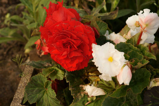 Red flower