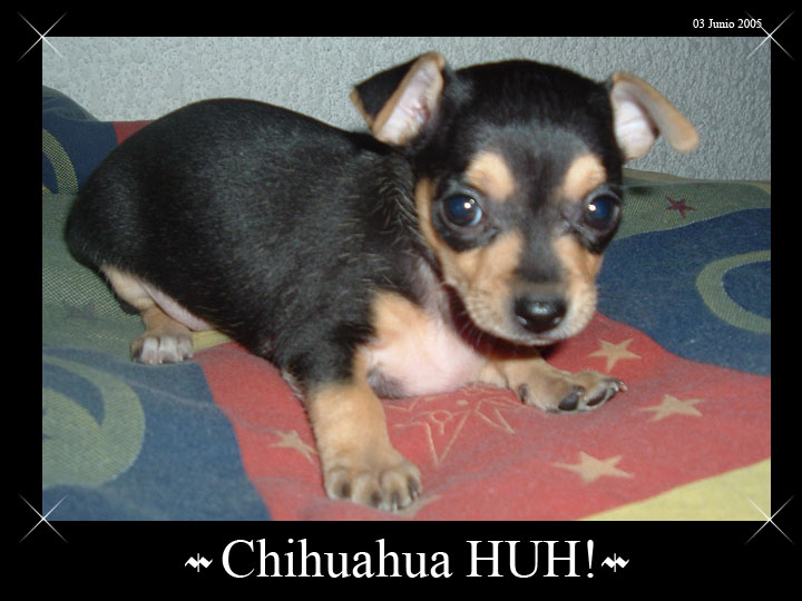 Chihuahua HUH