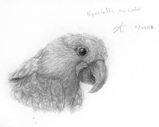 Hyacinth Macaw