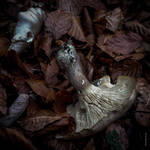Nature morte by tholang