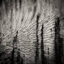 Splintered Veil