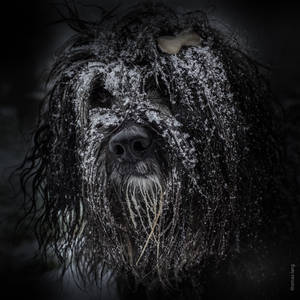 Snow Dog by tholang