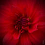 Overflowing Red