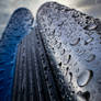 Rainy Day