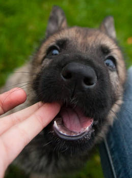 Ferocious Police Dog