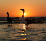 Canada Geese by bryanpereira