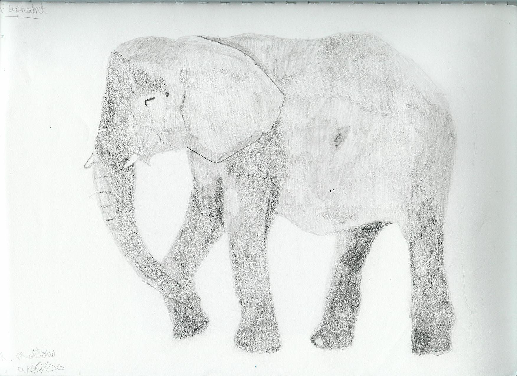 Elephant