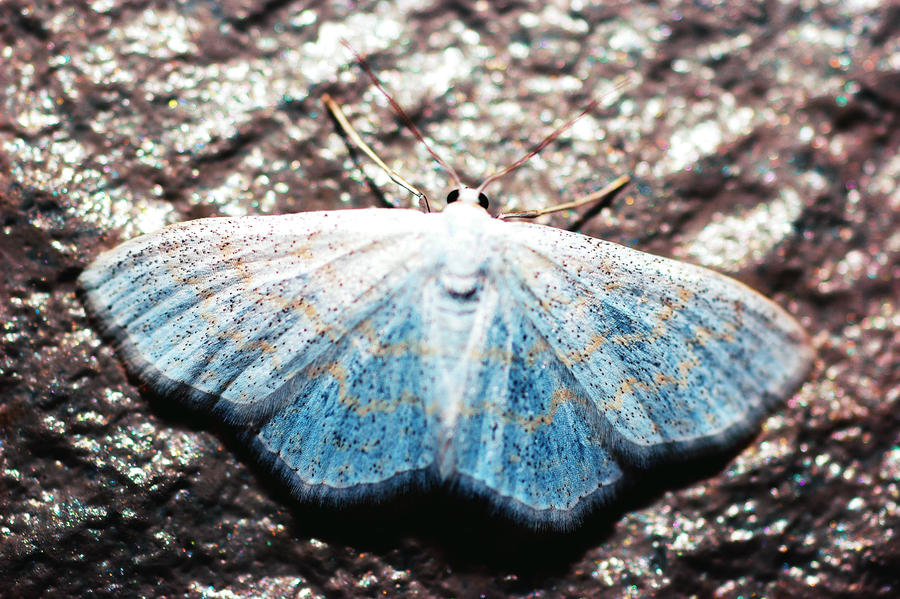 Moth colors