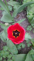 Red Tulip