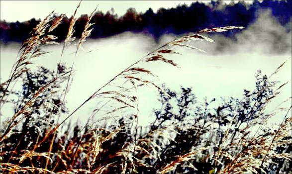 Frosty Grass In February Foggy Air