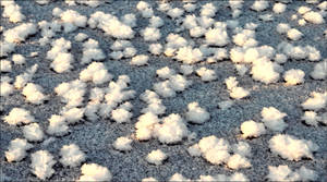 Snow Flowers In The Garden 