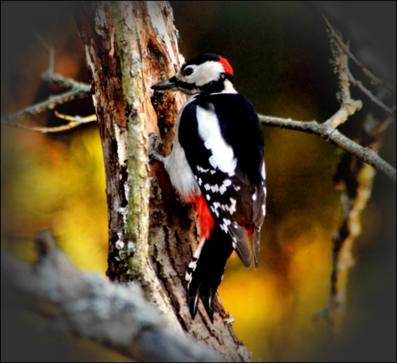 Realy Delicous Grubs This Tree Bidding On!!