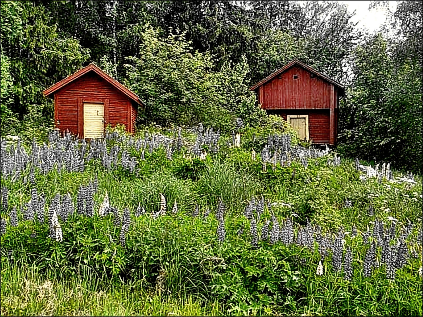 Summer Idyll In June 