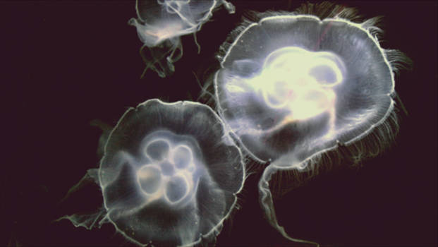 Now Is Time Agen For Jellyfishes In Archipelago