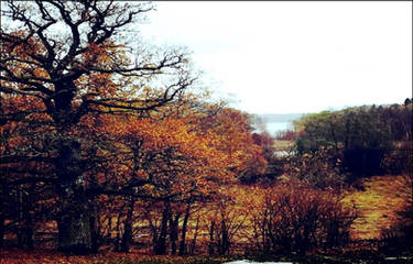 Halloween Landscape, November 2 In The Archipelago