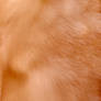 Fur Texture