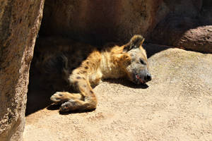 Hyena