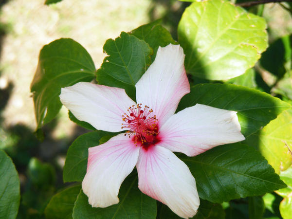 Pink And White