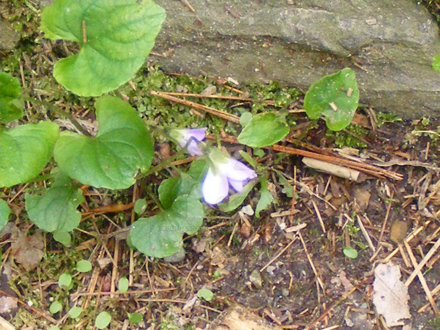 flowers in the forest