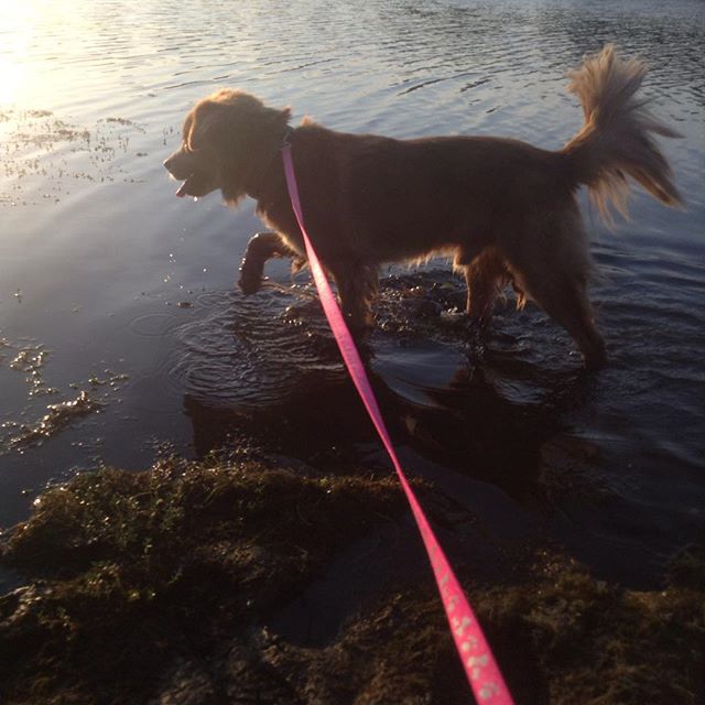 A walk in the lake