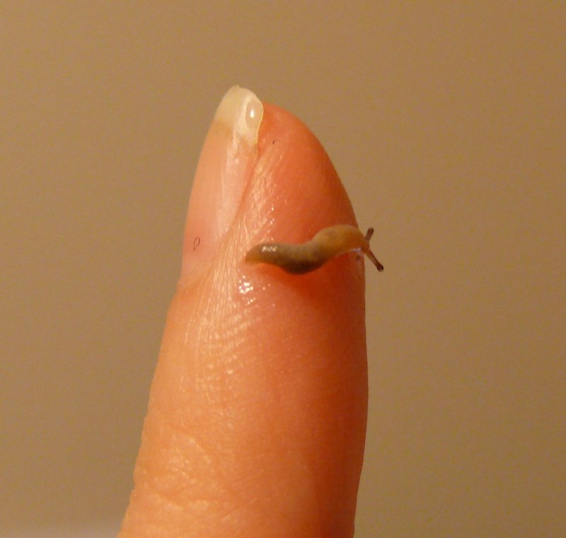 Teeny tiny slug