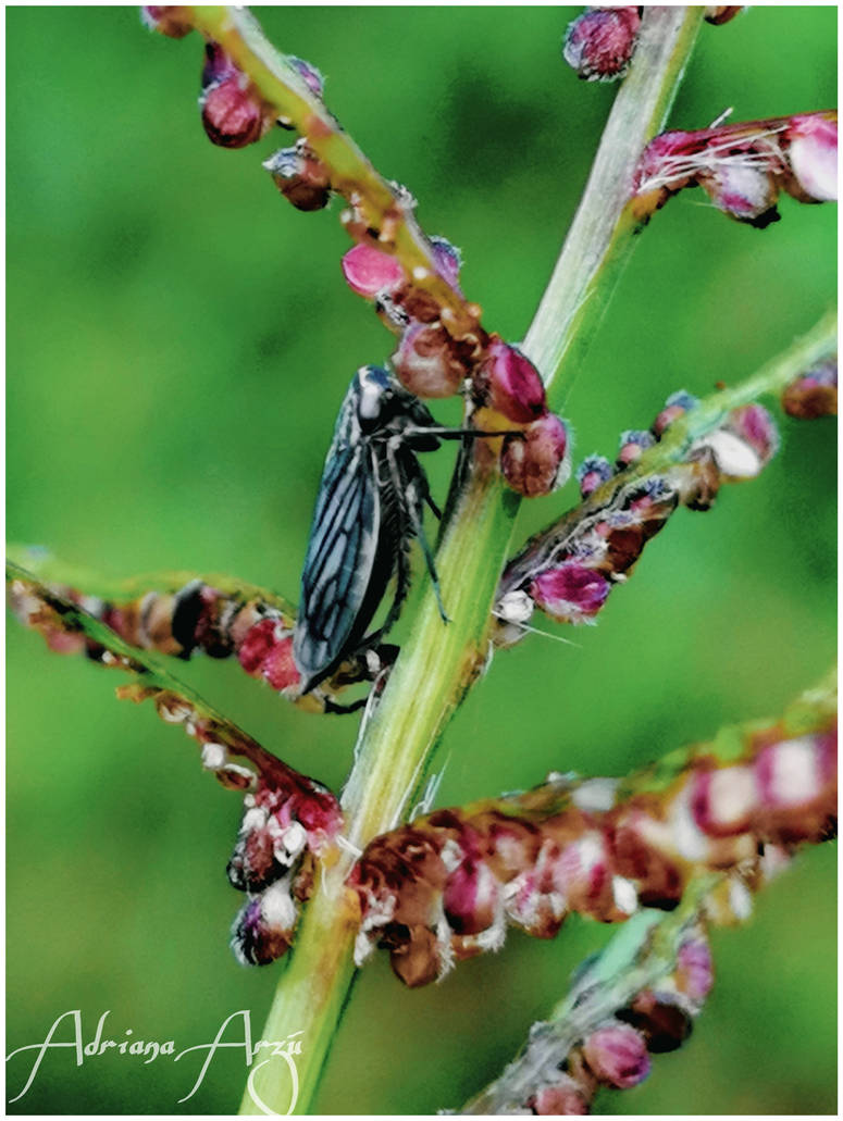 Themos Insect The most insignificant insect has its use and virt by adrianaarzu26 on ...