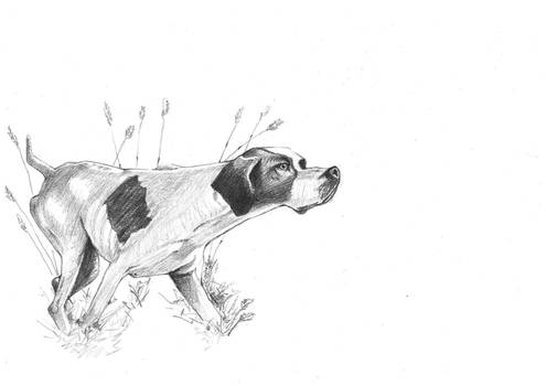 English pointer